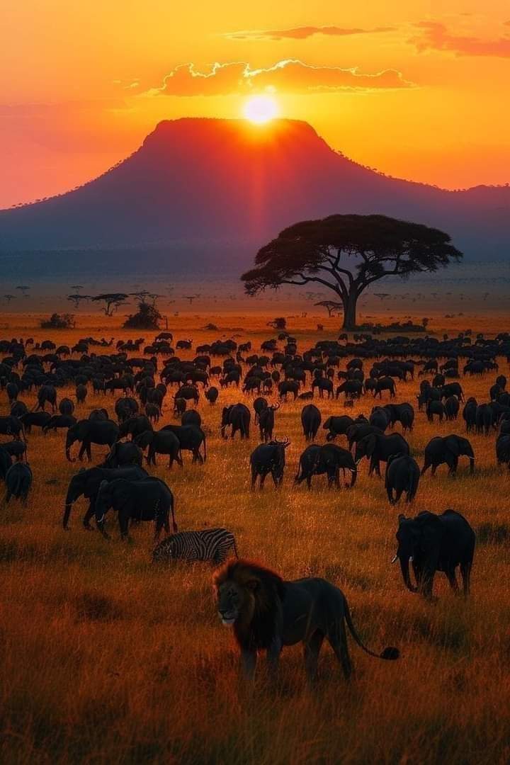 All Animals